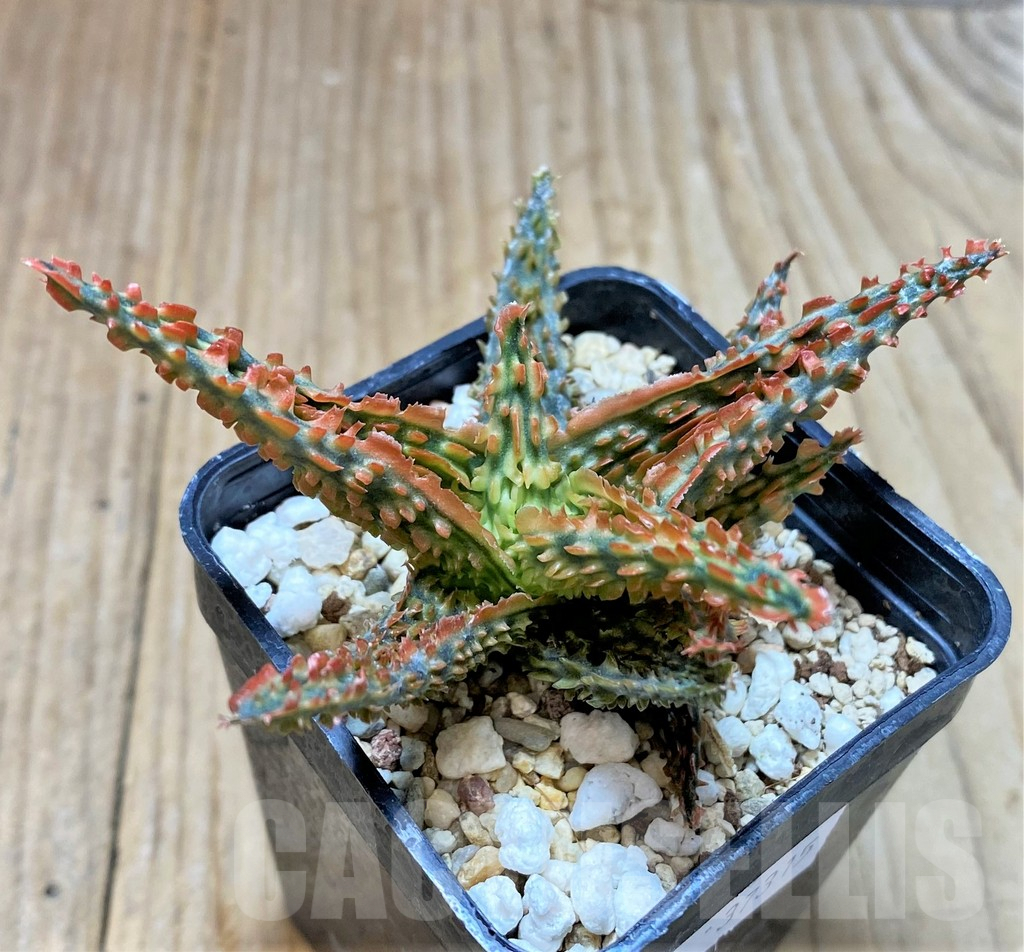 SHPR37315 Aloe TCT hybrid - Image 2
