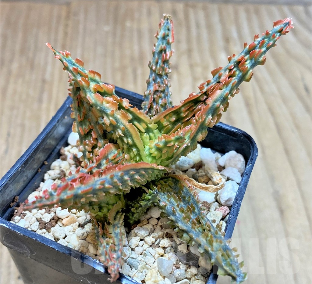 SHPR37315 Aloe TCT hybrid