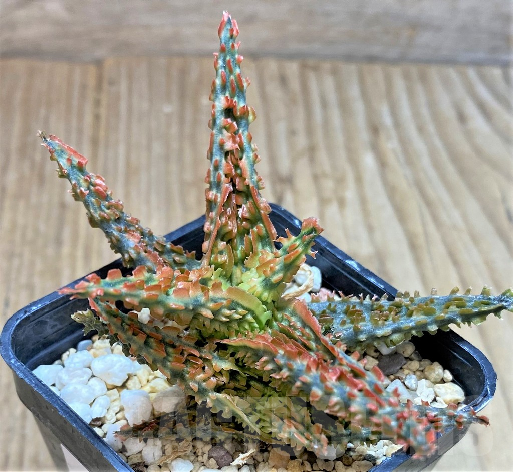 SHPR37315 Aloe TCT hybrid - Image 3