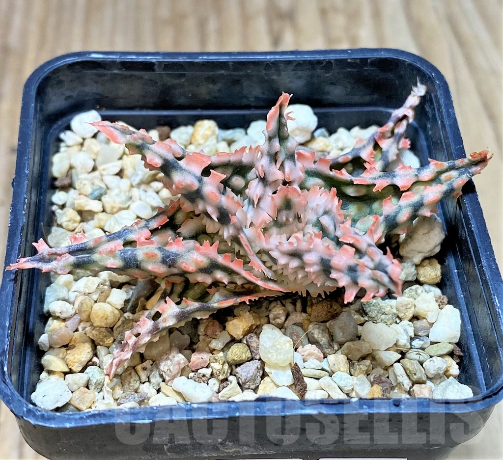 SHPR37318 Aloe TCT hybrid - Imagen 2