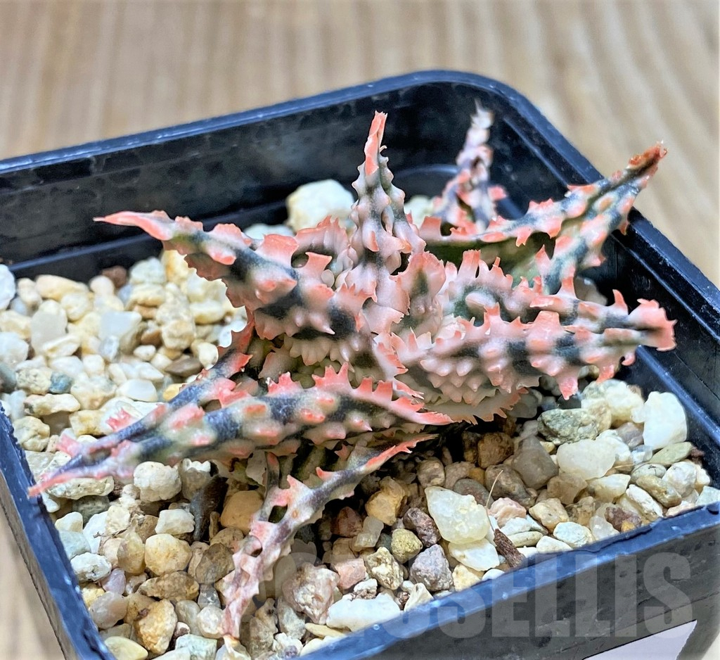 SHPR37318 Aloe TCT hybrid