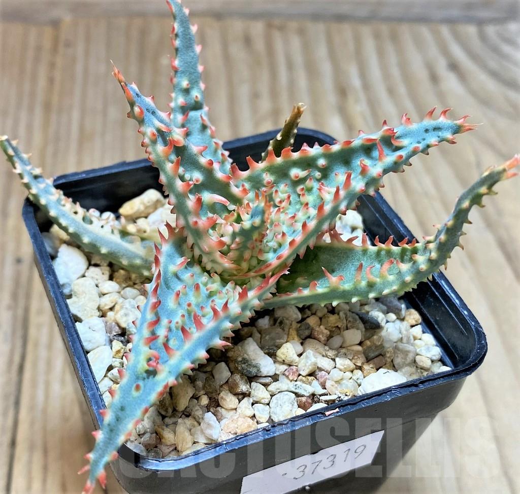 SHPR37319 Aloe TCT hybrid