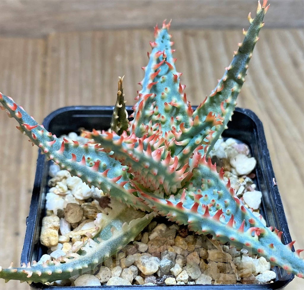 SHPR37319 Aloe TCT hybrid - Imagen 2