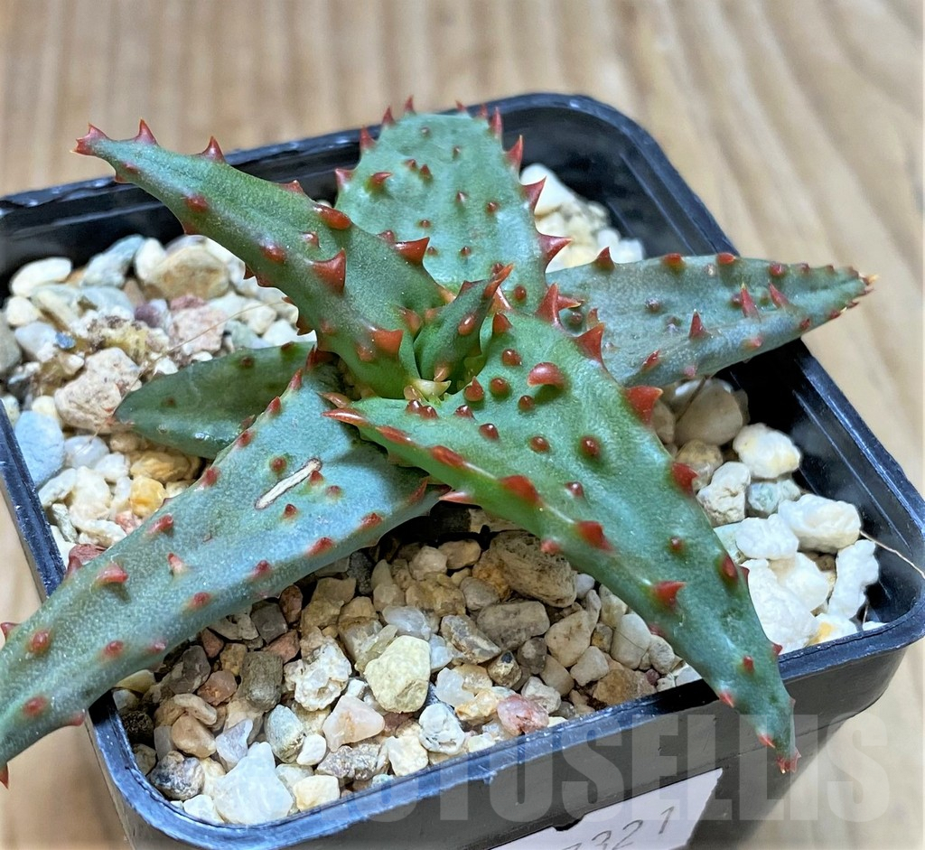 SHPR37321 Aloe castilloniae hybrid - Image 2