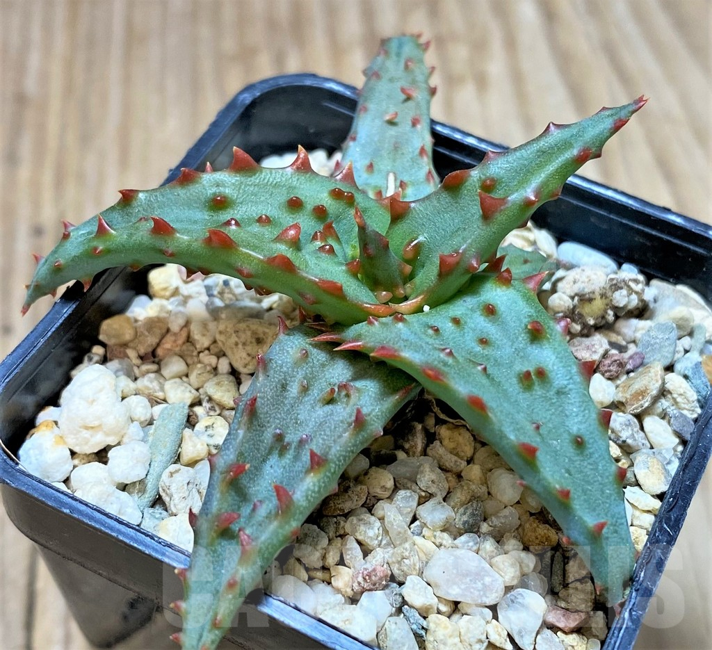 SHPR37321 Aloe castilloniae hybrid