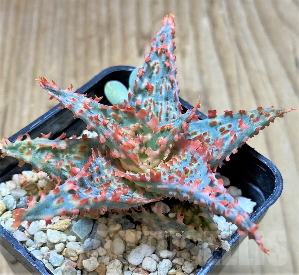 SHPR37322 Aloe TCT hybrid