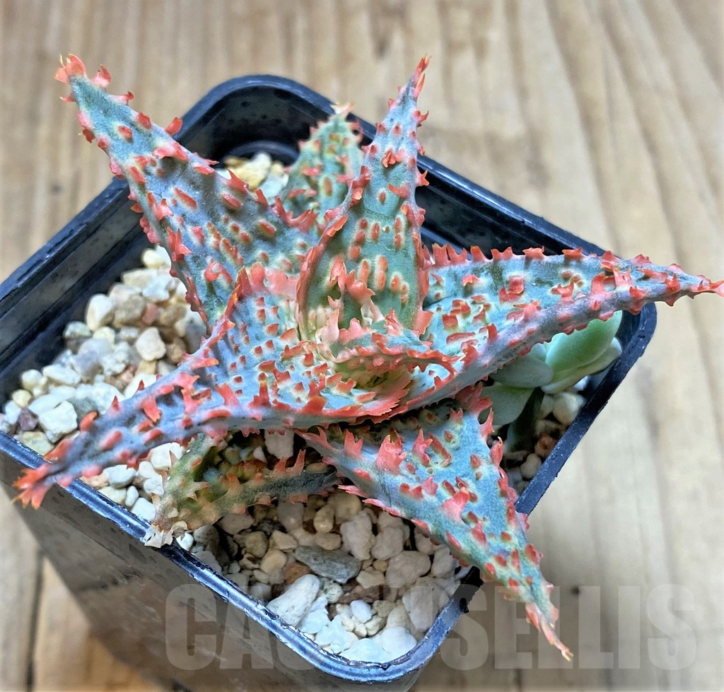 SHPR37322 Aloe TCT hybrid - Image 2