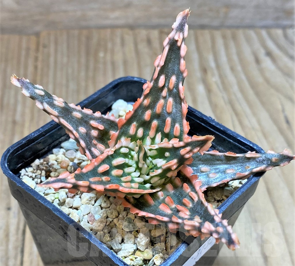 SHPR37323 Aloe TCT hybrid - Image 2