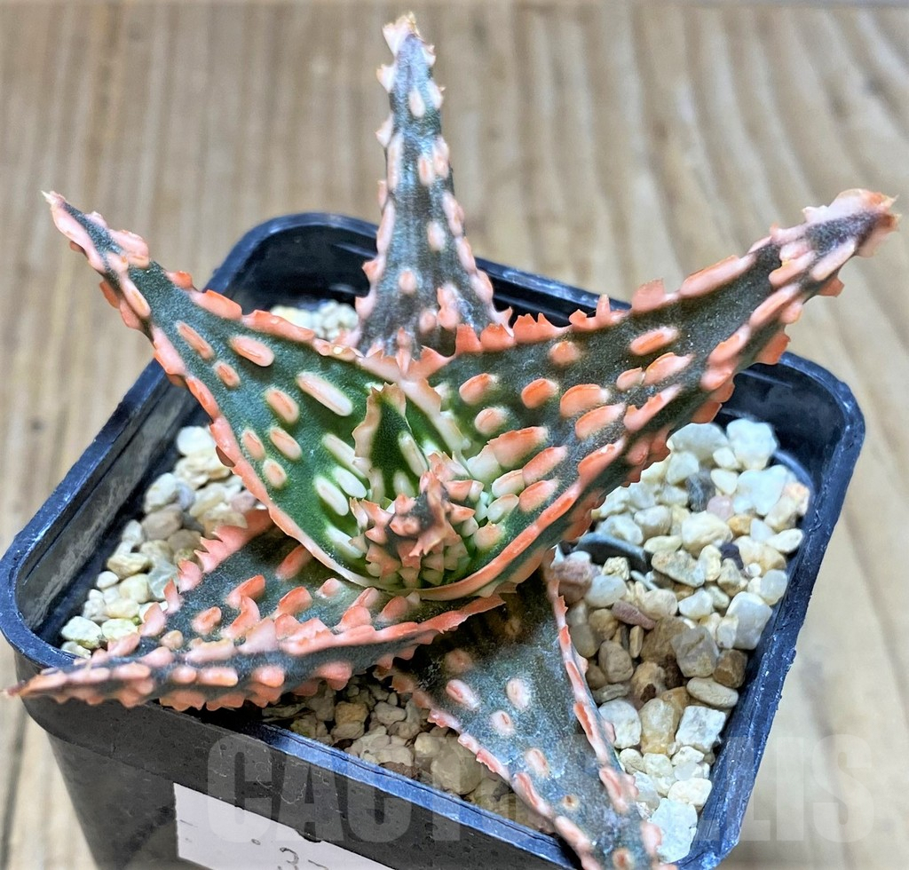 SHPR37323 Aloe TCT hybrid