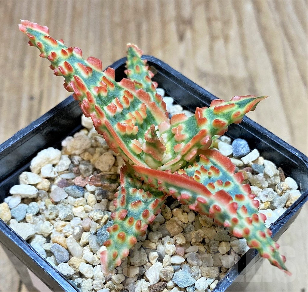 SHPR37325 Aloe TCT hybrid