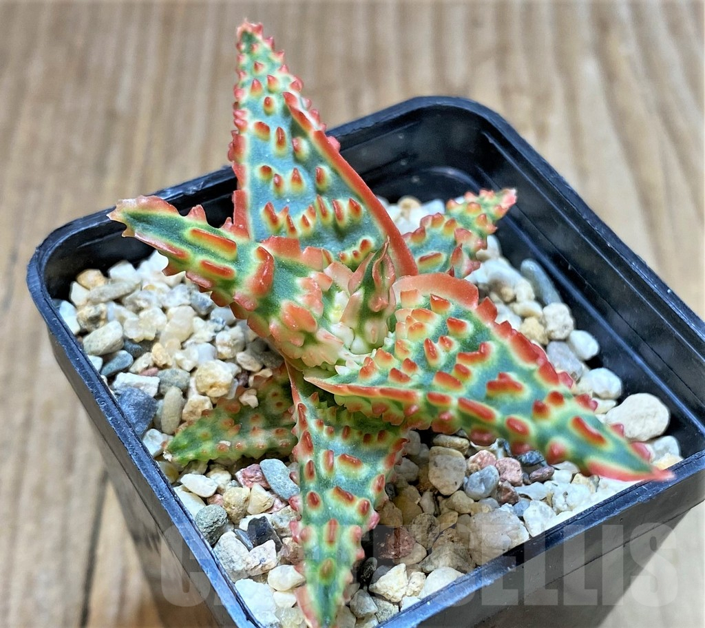 SHPR37325 Aloe TCT hybrid - Image 2