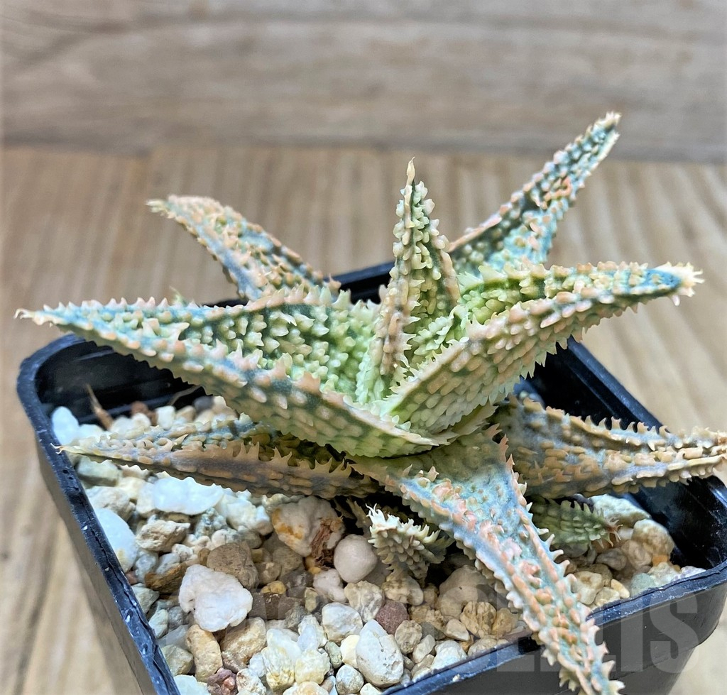 SHPR37326 Aloe TCT hybrid - Image 2