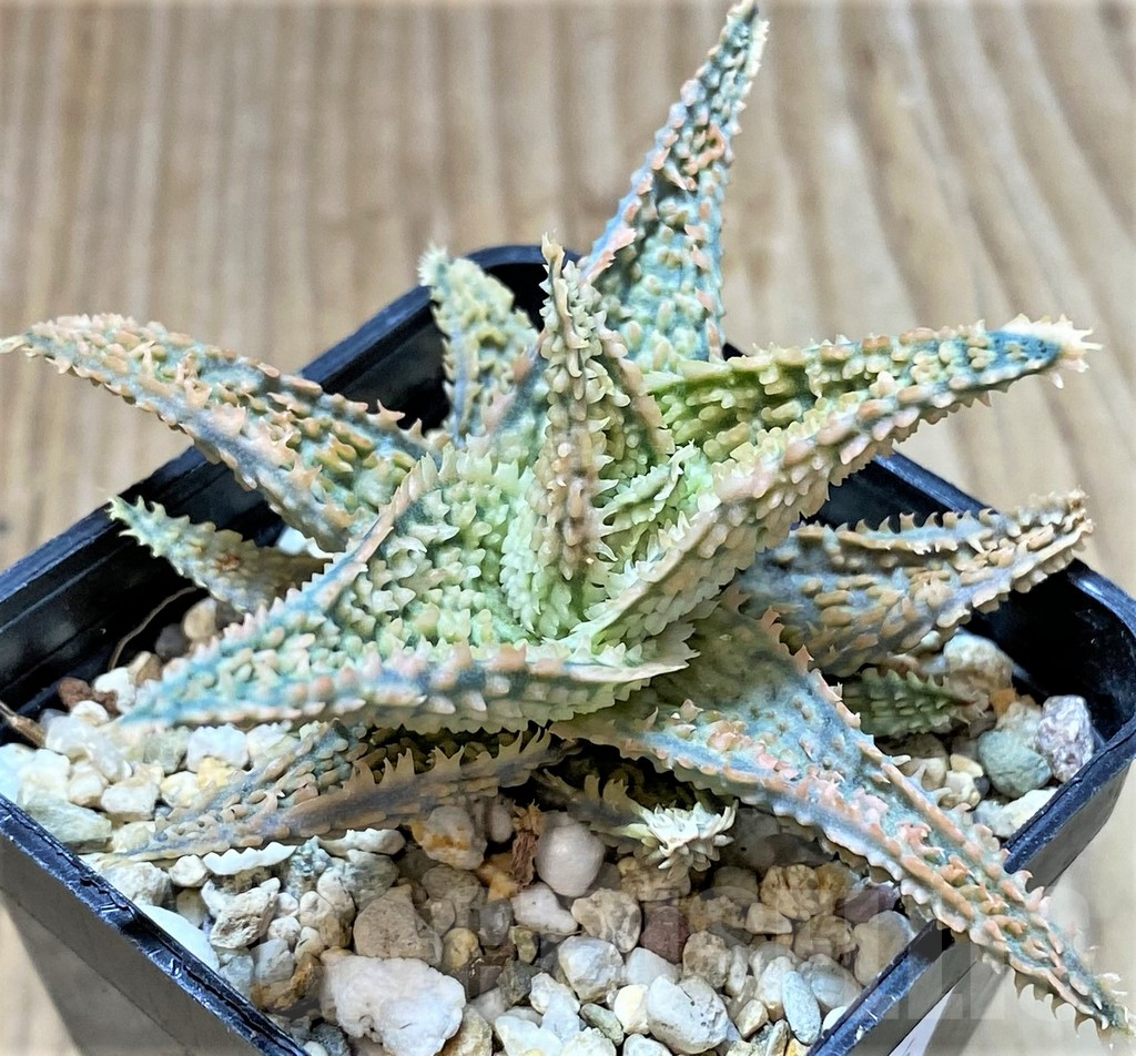 SHPR37326 Aloe TCT hybrid