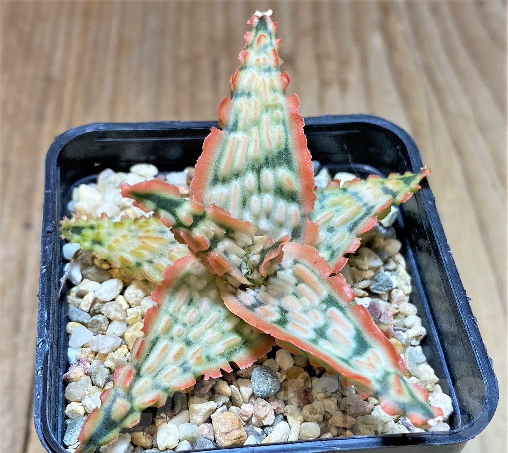 SHPR37329 Aloe TCT hybrid - Image 2