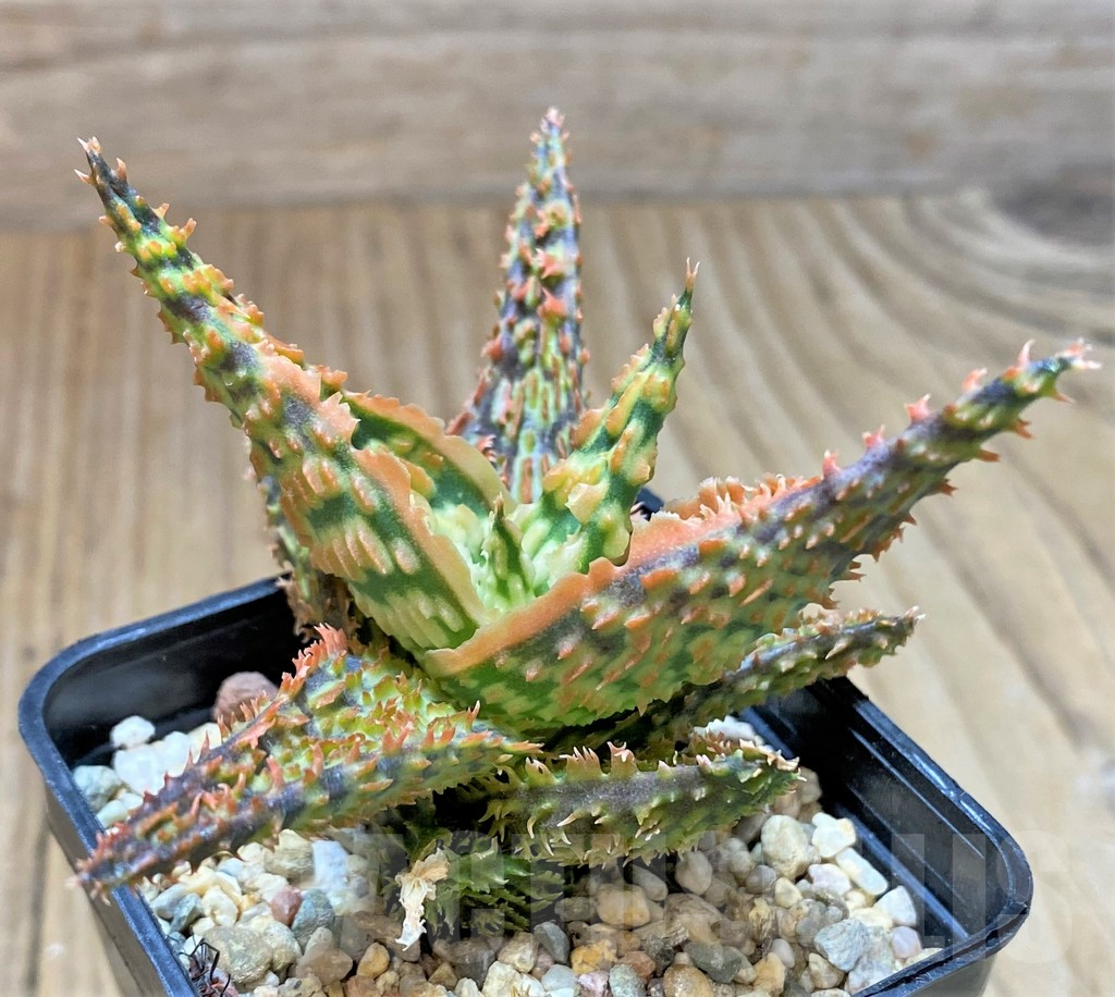 SHPR37335 Aloe TCT hybrid