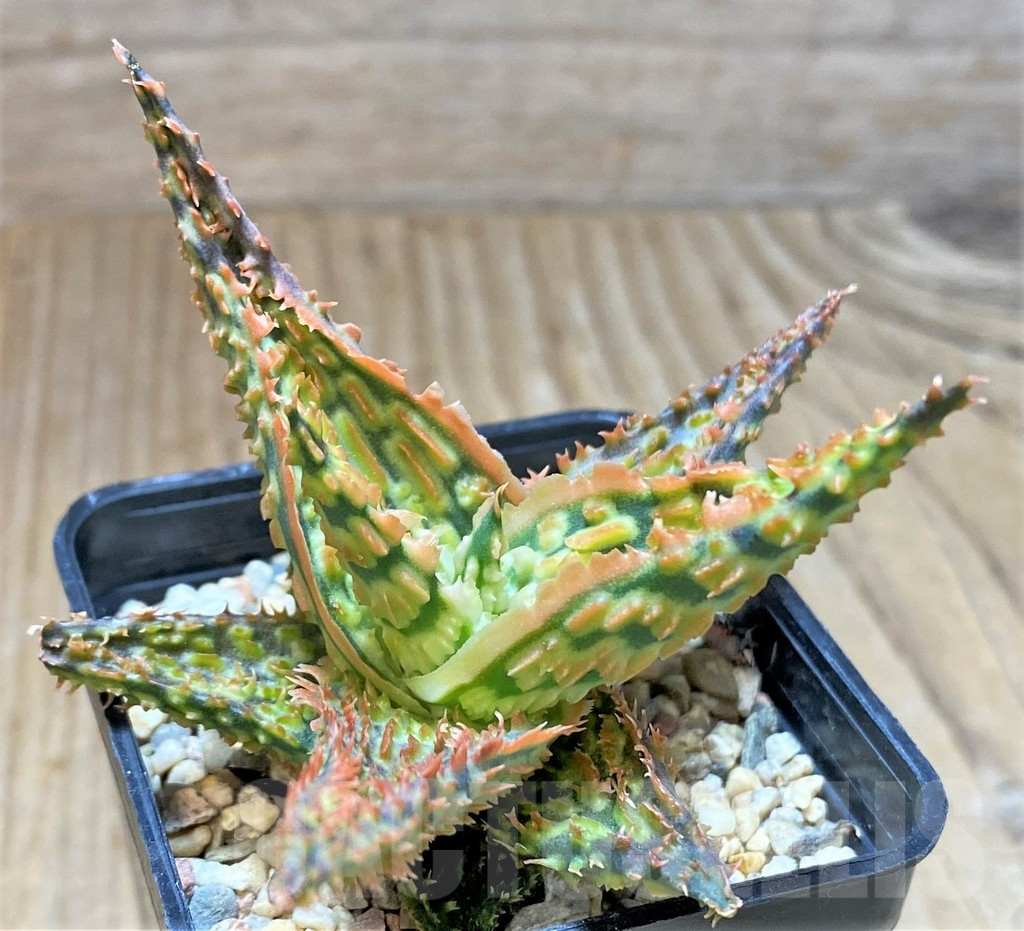 SHPR37335 Aloe TCT hybrid - 画像 (2)