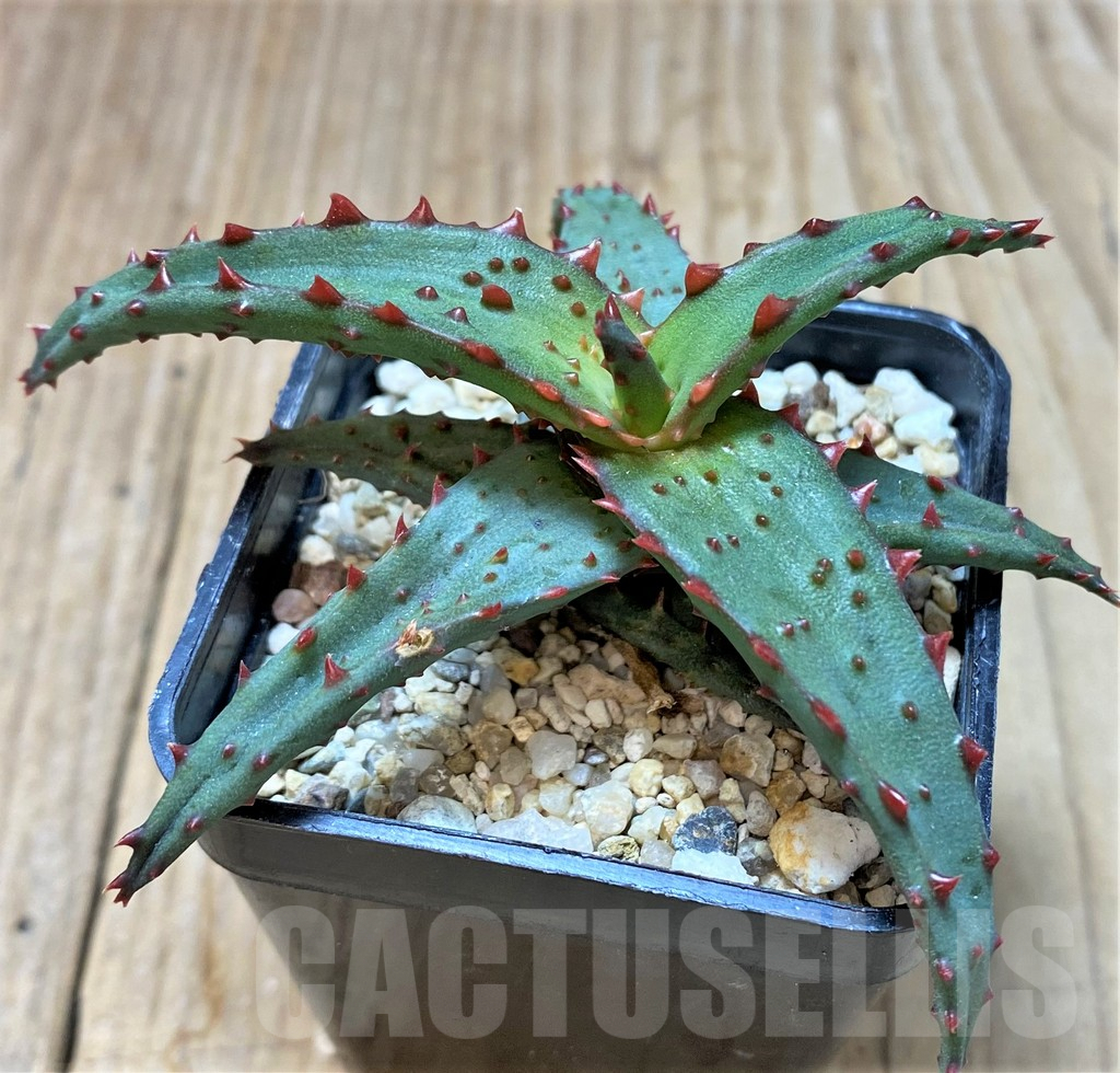 SHPR37310 Aloe castilloniae hybrid