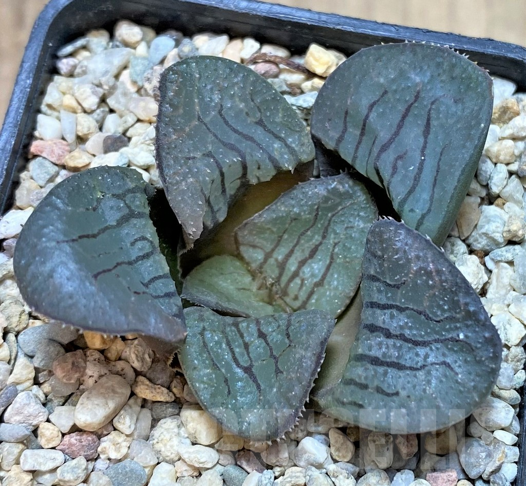SHPR37460 Haworthia springbokvlakensis 'Demon Realm'