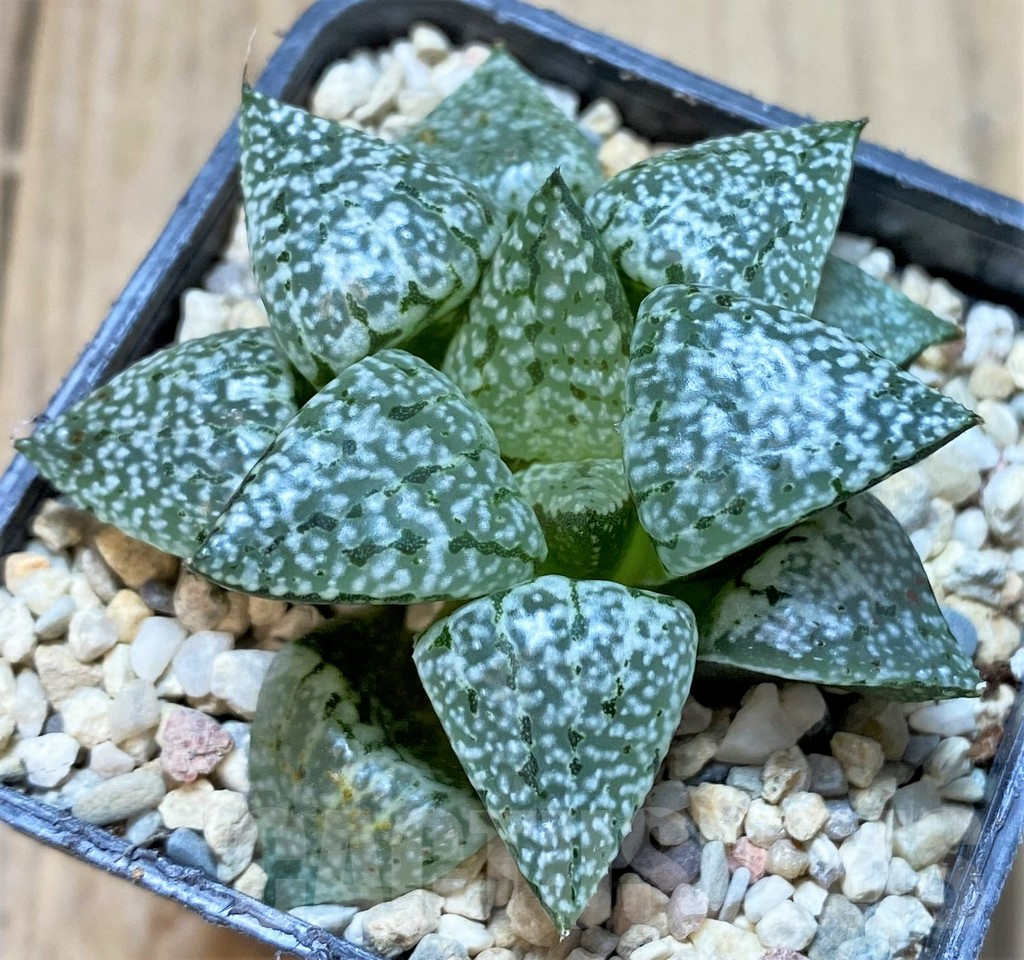 SHPR37463 Haworthia 'Pearl and Silver' - Image 2