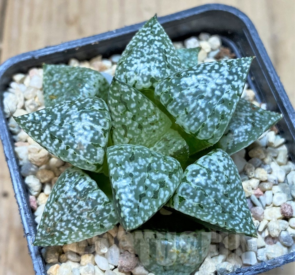 SHPR37463 Haworthia 'Pearl and Silver'