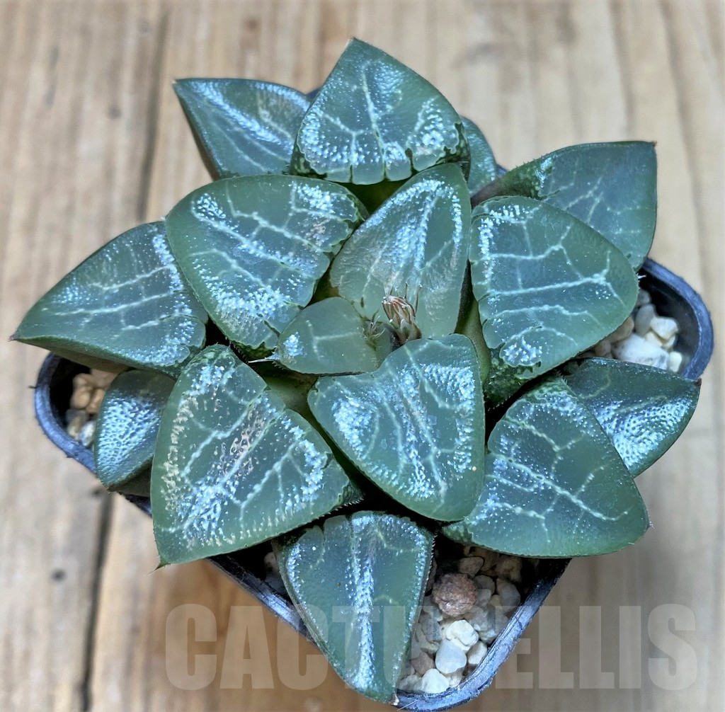 SHPR37466 Haworthia 'Chi Tian Moonshadow' - Image 2