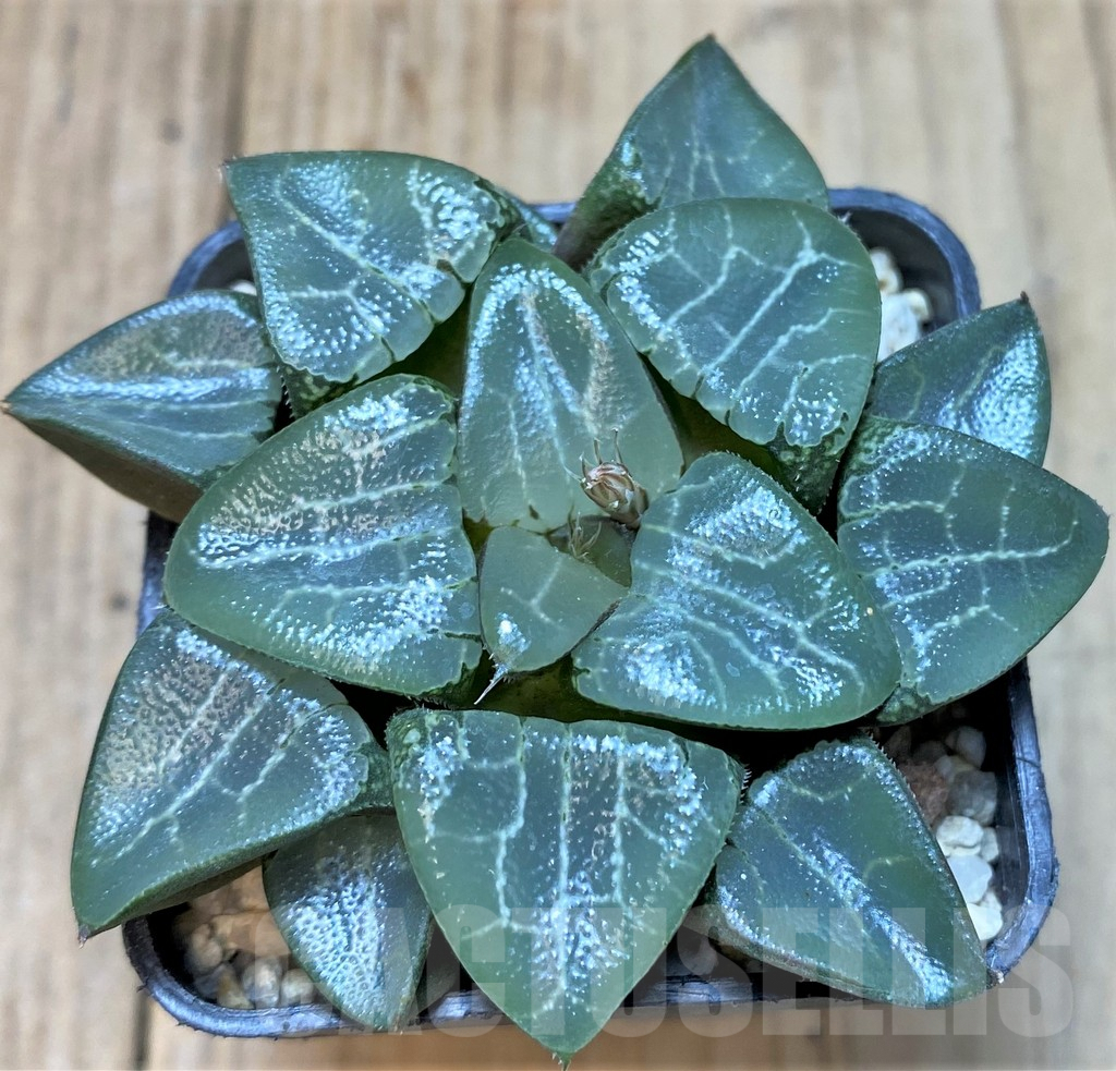 SHPR37466 Haworthia 'Chi Tian Moonshadow'