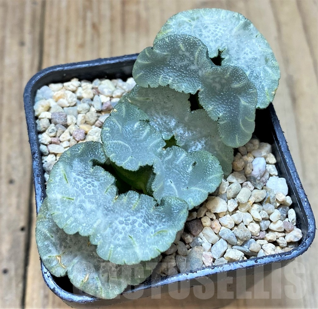SHPR37468 Haworthia truncata 'Polar Bear'