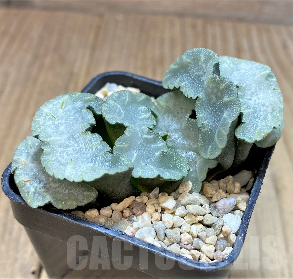 SHPR37468 Haworthia truncata 'Polar Bear' - Image 2