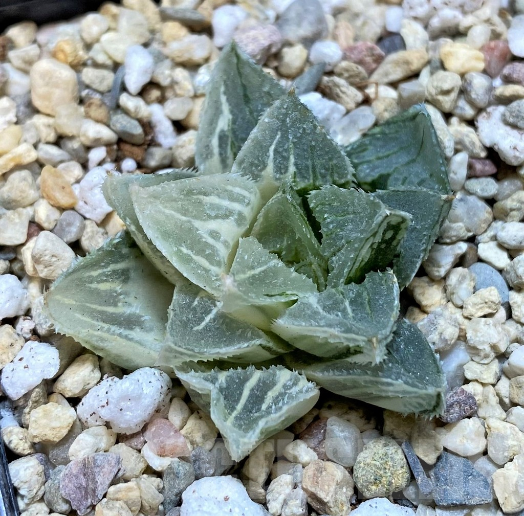 SHPR37469 Haworthia 'Kegazato' f. variegata – Image 2