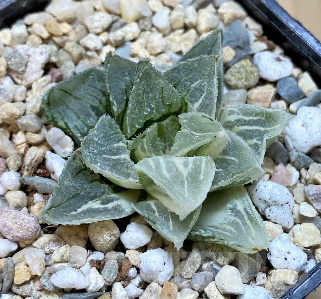 SHPR37469 Haworthia 'Kegazato' f. variegata