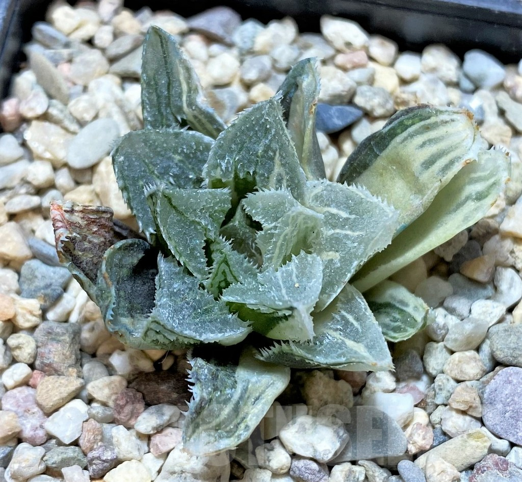 SHPR37470 Haworthia 'Kegazato' f. variegata – Image 2