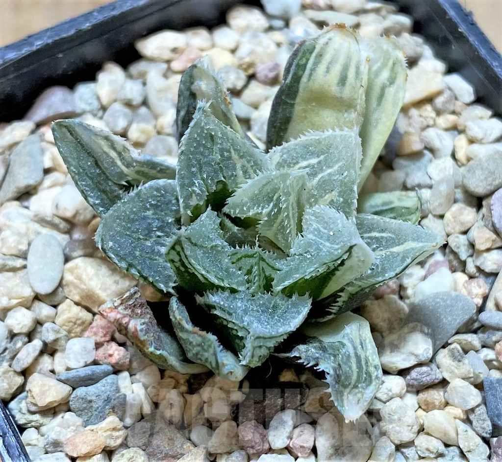 SHPR37470 Haworthia 'Kegazato' f. variegata