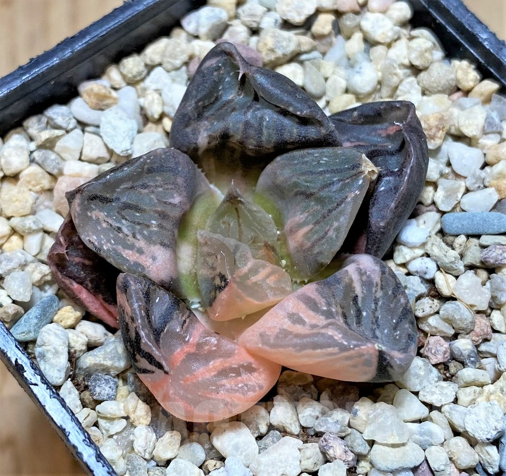 SHPR37472 Haworthia 'Nuoyulu' f. variegata