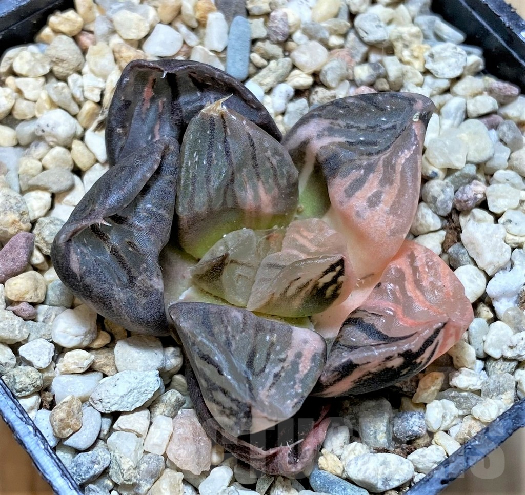 SHPR37472 Haworthia 'Nuoyulu' f. variegata - Image 2