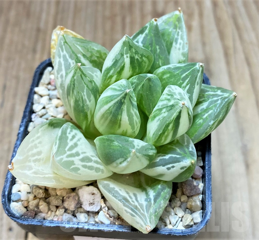 SHPR37477 Haworthia 'Baocao' f. variegata - Imagen 2