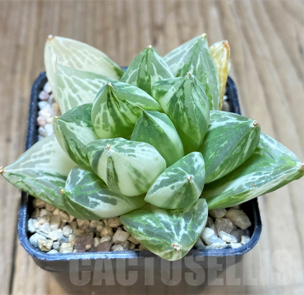 SHPR37477 Haworthia 'Baocao' f. variegata