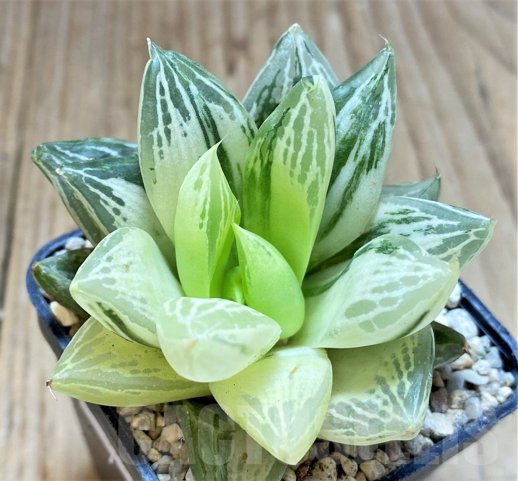SHPR37478 Haworthia 'Baocao' f. variegata