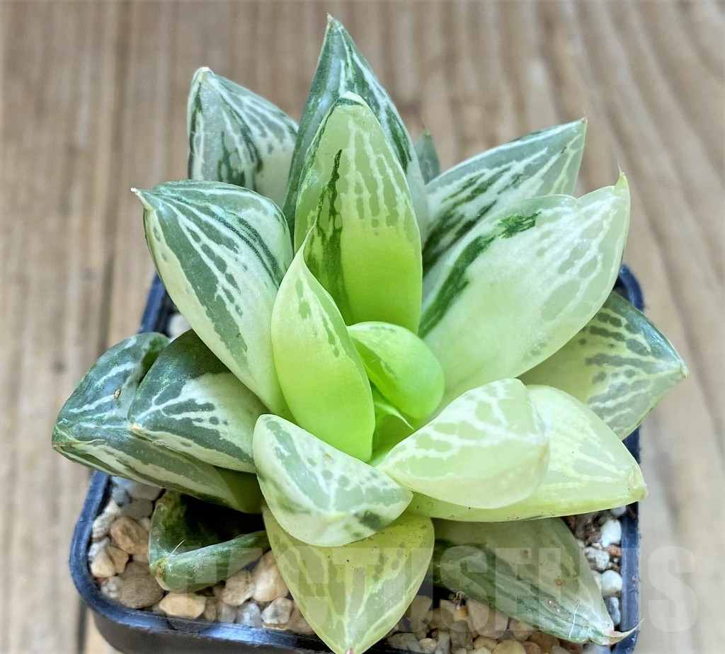 SHPR37478 Haworthia 'Baocao' f. variegata - Image 2