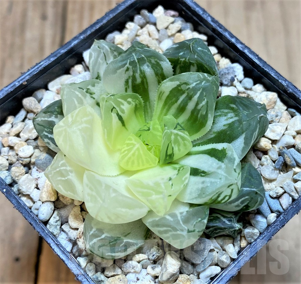 SHPR37480 Haworthia 'Red House' - Image 2