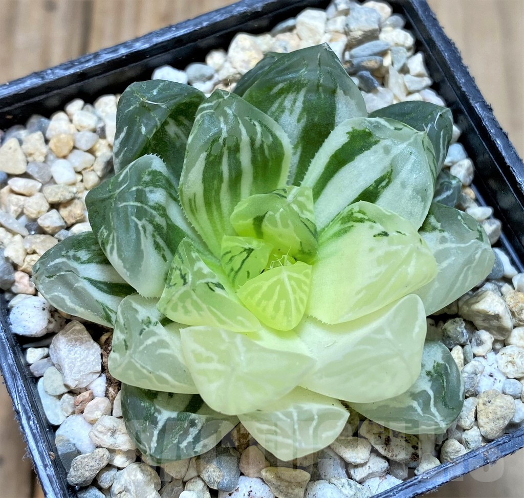 SHPR37480 Haworthia 'Red House'