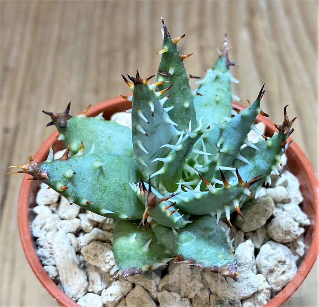 SHPR37439 Aloe erinacea - Obrázek 2