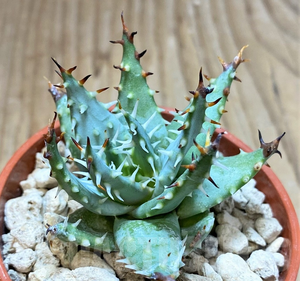 SHPR37439 Aloe erinacea