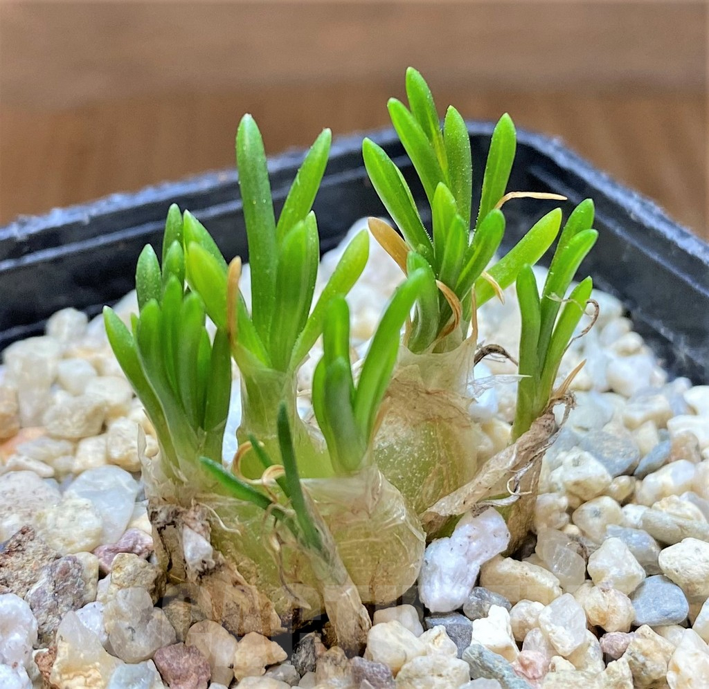 SHPR37445 Ornithogalum lithopsoides