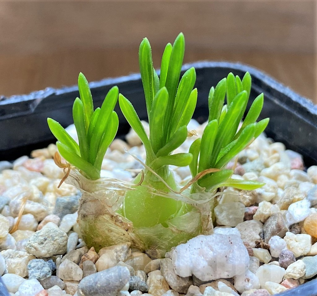 SHPR37446 Ornithogalum lithopsoides