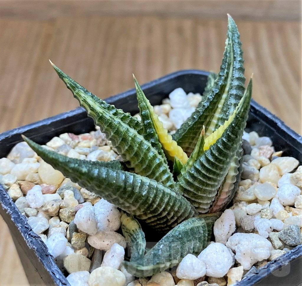 SHPR37448 Haworthia limifolia f. variegata - Image 2