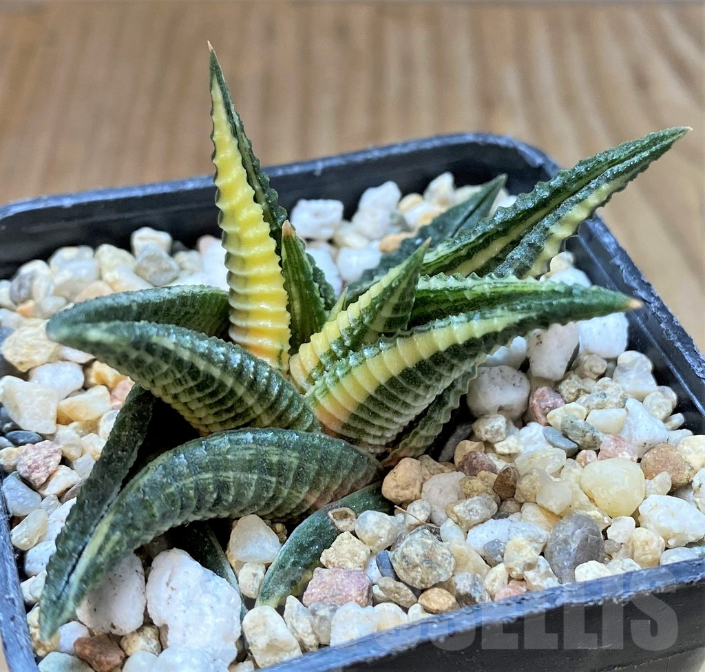 SHPR37448 Haworthia limifolia f. variegata
