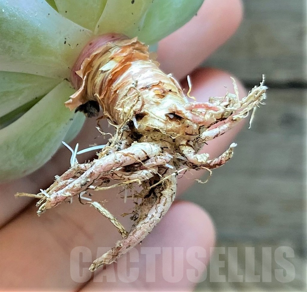 SHPR37454 Echeveria 'Lenore Dean' f. variegata - immagine 2