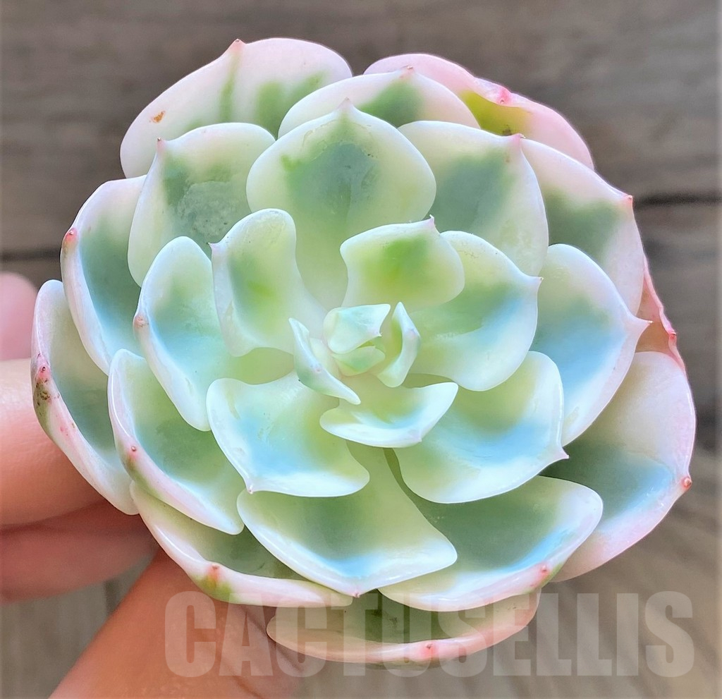 SHPR37454 Echeveria 'Lenore Dean' f. variegata