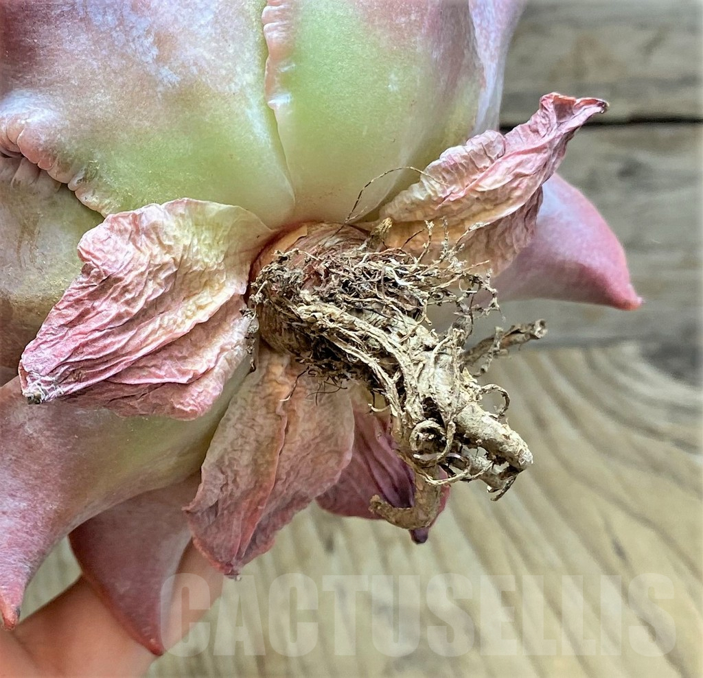 SHPR37456 Echeveria 'Madiba Tumors' - Image 4