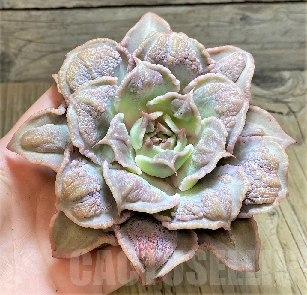SHPR37456 Echeveria 'Madiba Tumors' - Image 2